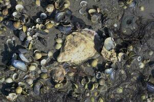 oester en mossel schelpen in wadplaten gedurende laag tij in noorden zee, wattenmeer nationaal parkeren, duitsland foto