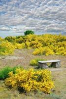 schafberg natuur reserveren Bij moenchgut Aan ruegen, baltisch zee, Mecklenburg-Vorpommern, Duitsland foto