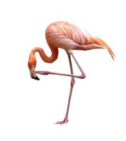 Amerikaanse flamingo vogel phoenicopterus ruber geïsoleerd op wit foto