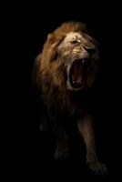 mannelijke leeuw die op donkere achtergrond loopt foto