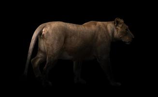 vrouwelijke leeuw die op donkere achtergrond loopt