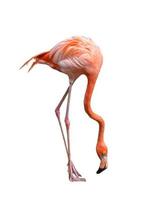 Amerikaanse flamingo vogel phoenicopterus ruber geïsoleerd op wit foto