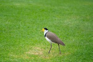 gemaskerde kievit vanellus miles foto