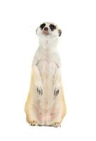 schattig stokstaartje suricata suricatta geïsoleerd foto