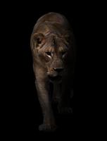 vrouwelijke leeuw die op donkere achtergrond loopt