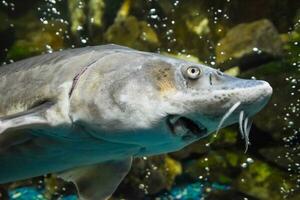 vis steur zwemt in de aquarium van oceanarium. steur vis foto