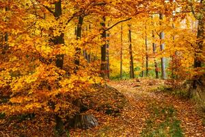 majestueus landschap met herfst bladeren in Woud. foto