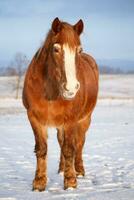 paard in sneeuw Aan een verkoudheid winter dag. foto