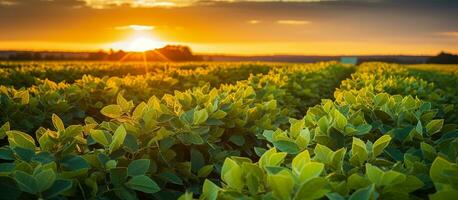 ai gegenereerd soja veld- onderzoeken Bijsnijden Bij zonsondergang foto