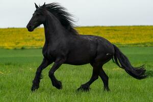 zwart Fries paard loopt galop. foto