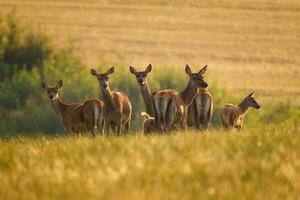 cervus elaphus. groep van vrouw Europese of gemeenschappelijk hert en jong baby kalf Bij zonsondergang. foto