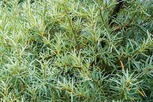 dichtbij omhoog van een zee duindoorn, ook gebeld hippophae rhamnoides of zanddoorn foto