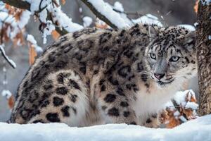 sneeuw luipaard in winter sneeuw. foto