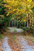 herfst Woud landschap met een weg van herfst bladeren. voetpad in de tafereel van herfst Woud natuur. foto