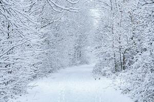 winter pad. besneeuwd weg in de Woud. foto