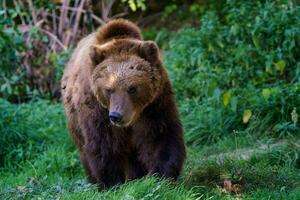 bruin beer in de Woud. kamchatka beer, ursus arctos beringianus foto