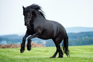 zwart Fries paard rennen in veld- foto