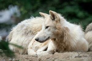 arctisch wolf, ook bekend net zo de wit wolf of polair wolf foto