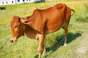 portret van gezond mooi rood bruin koe Aan groen veld- achtergrond afbeelding. foto