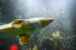 vis steur zwemt in de aquarium van oceanarium. steur vis foto