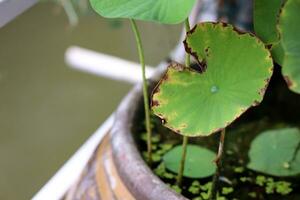 lotus blad in een pot Aan de water. dichtbij omhoog. foto