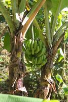 groen banaan bundel Aan boom 2 foto