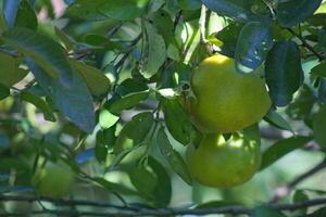 mandarijn fruit Aan boom met groen bladeren 2 foto