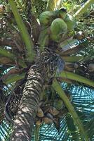 tropische kokospalm foto