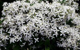 witte bloemen achtergrond foto