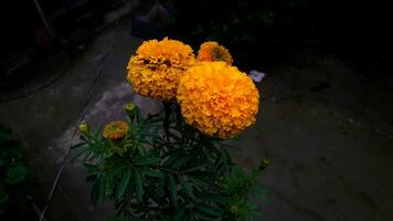 mooi goudsbloem bloemen foto