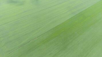 structuur van tarwe veld. achtergrond van jong groen tarwe Aan de veld. foto van de quadrocopter. antenne foto van de tarwe veld-