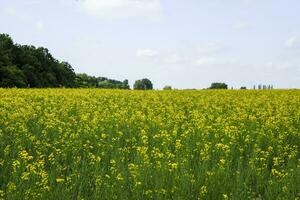 koolzaad veld. geel verkrachting bloemen, veld- landschap. blauw lucht en verkrachting Aan de veld. foto