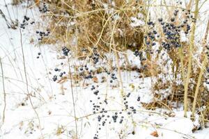 bessen van appelbes aronia Aan takken in winter. foto