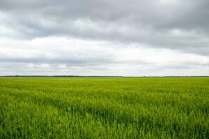 veld- van groen onvolwassen gerst. aartjes van gerst. de veld- is gerst, landelijk landschap. foto