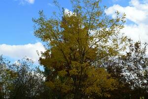 verzameling van prachtige kleurrijke herfstbladeren foto