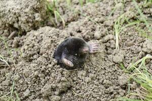 mol klimt uit van de gat. zwart wrat. een heuvel van aarde van een wrat. een ondergronds dier is een wrat. foto