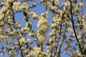 prunus avium bloeiend kers. kers bloemen Aan een boom Afdeling foto
