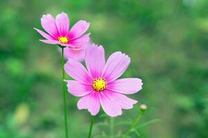 kosmos bipinnatus bloem veld, bloemen in vol bloeien met mooi kleuren. zacht en selectief focus. foto