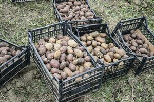 dozen met aardappelen foto