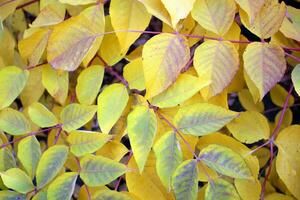 achtergrond van herfst bladeren foto