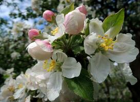 macro schot van bloeiwijze met bloemblaadjes en meeldraden van een appel boom bloem foto