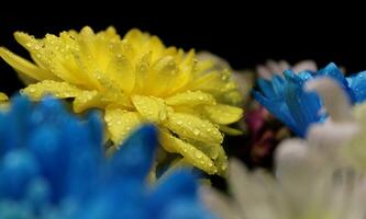 macro schot van water druppels Aan een mooi kleurrijk bloemen kant visie foto