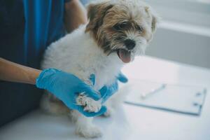 dierenarts onderzoeken hond en kat. puppy en katje Bij dierenarts dokter. dier kliniek. huisdier controleren omhoog en vaccinatie. Gezondheid zorg. foto