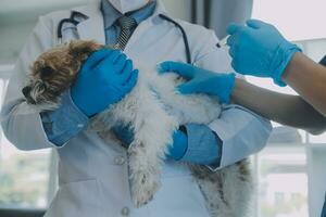 dierenarts onderzoeken hond en kat. puppy en katje Bij dierenarts dokter. dier kliniek. huisdier controleren omhoog en vaccinatie. Gezondheid zorg. foto