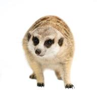 schattig stokstaartje suricata suricatta geïsoleerd foto