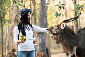 vrouw kijkt en voert dieren in dierentuin foto