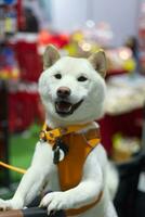 dichtbij omhoog lief wit bruin shiba inu hond op zoek omhoog met schattig gezicht in de hond kar in huisdier expo hal foto