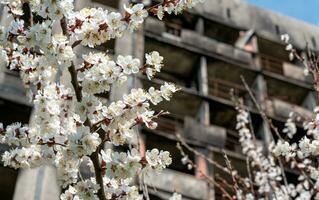 wit bloemen tegen de achtergrond van vernietigd en verbrand huizen in de stad van Oekraïne foto