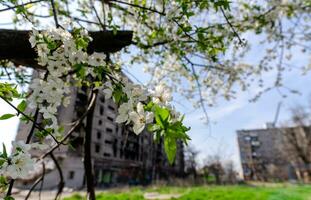 wit bloemen tegen de achtergrond van vernietigd en verbrand huizen in de stad van Oekraïne foto