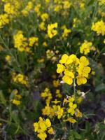 op zoek Bij de veld, het is net zo als een geel tapijt heeft geweest verspreiding aan de overkant de horizon. in de land- van de geel koning van mosterd bloemen, de oogst veld- is zoemend met de brommen van bijen verzamelen ho foto